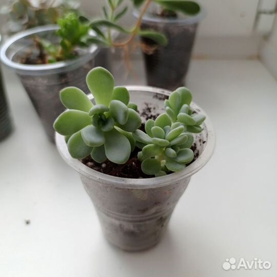 Домашние растения