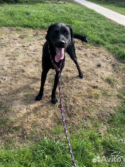 Метис лабрадора