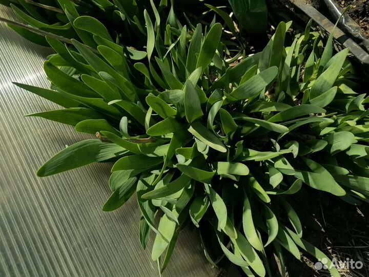 Лук слизун, лук на зелень (не батун )