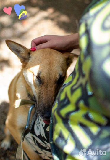 Собака Арни, 2.5 года, умная и ласковая