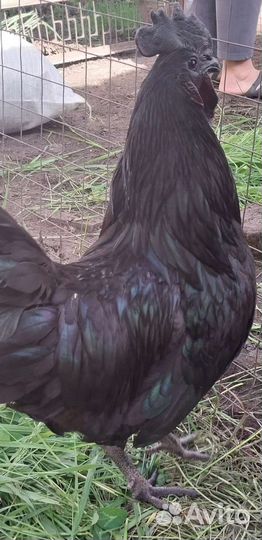 Цыплята Ухейилюй петухи Легбар Маран черно-медный