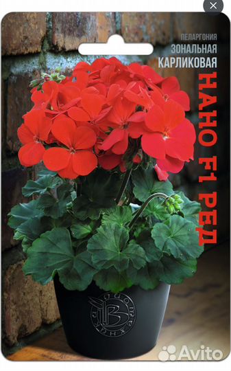 Пеларгония герань Сортовая