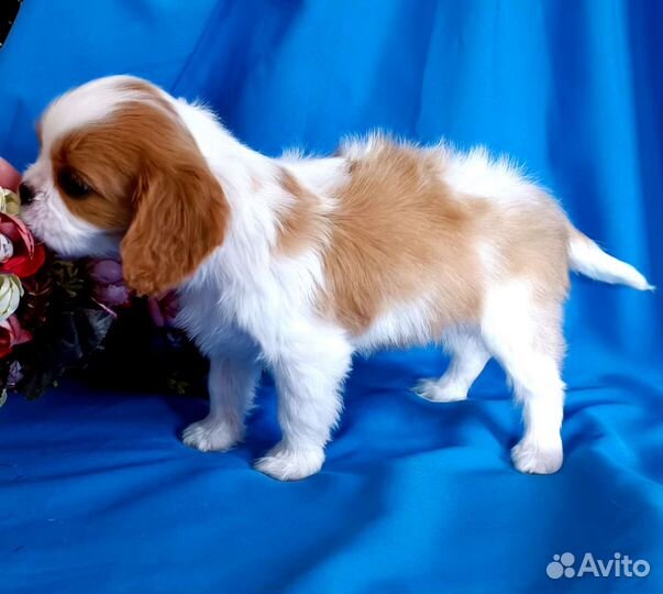 Кавалер Кинг Чарльз спаниель девочка