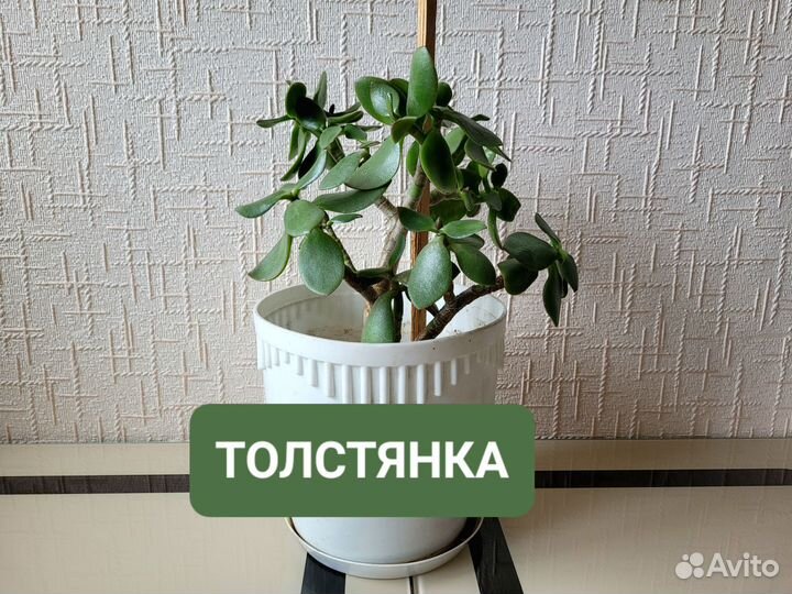 Толстянка лечебная