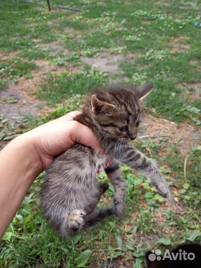 Котята породистые бесплатно смесь