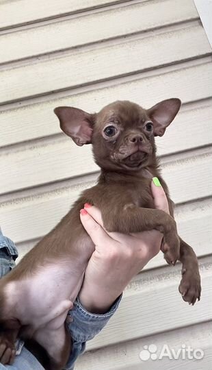 Чихуахуа шоколадный мальчик Эрик