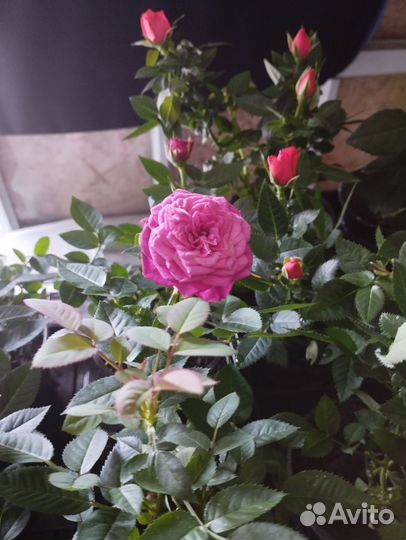 Бордюрные розы зкс