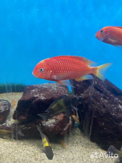 Трофеус карамба редбишоп