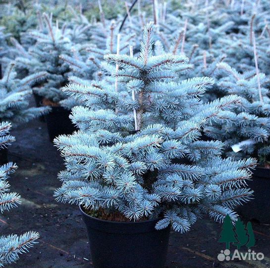Ель голубая артикул М-43