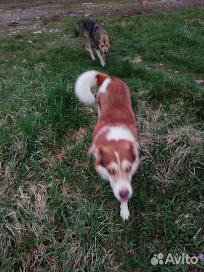 Собака в добрые руки