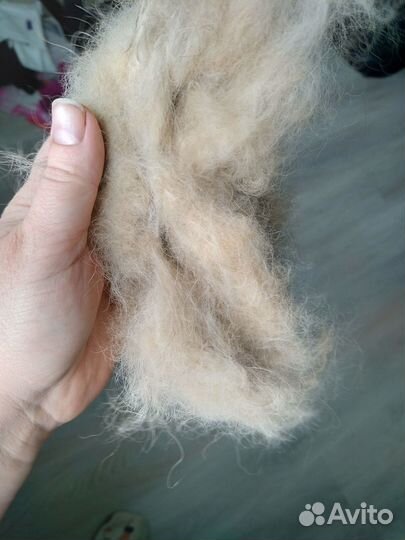 Собачья шерсть пух