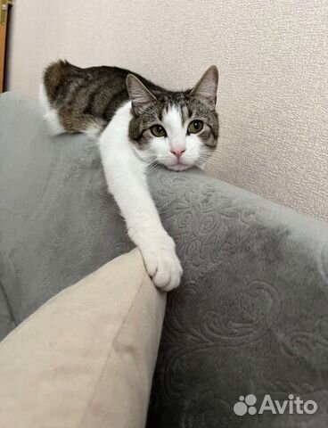 Стерилизация кошек и собак