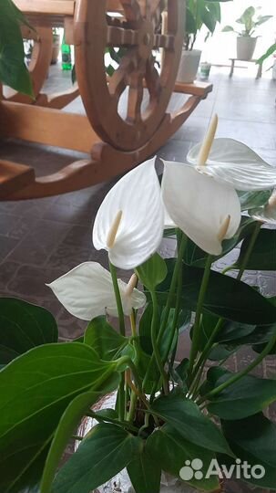 Антуриумы разных сортов