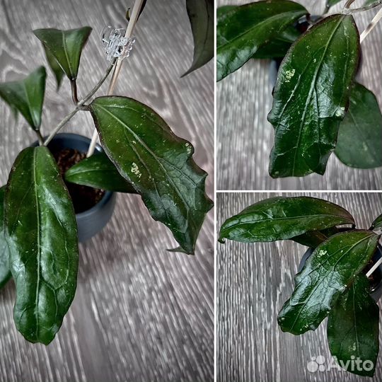 Хойя/хойи срезом