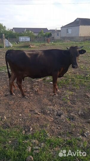 Корова дойная