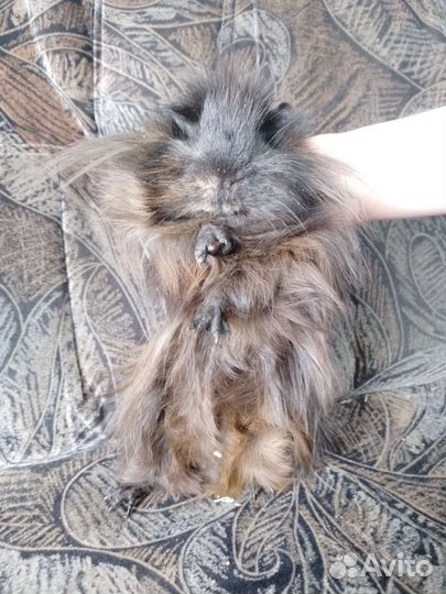 Морская свинка мальчик