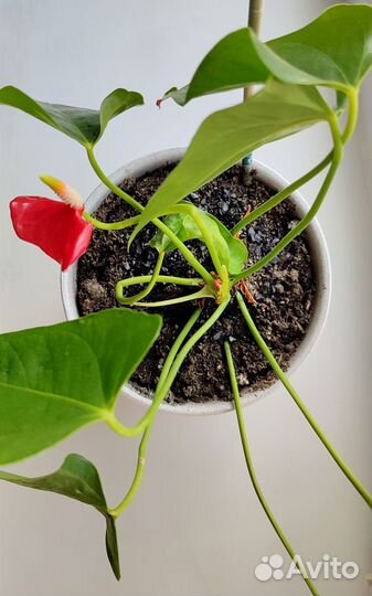 Антуриум (мужское счастье) комнатное растение
