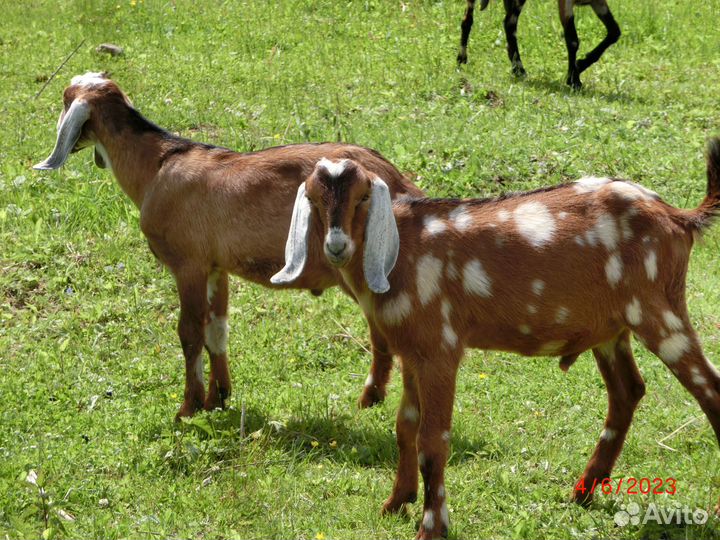Англо нубийский козел