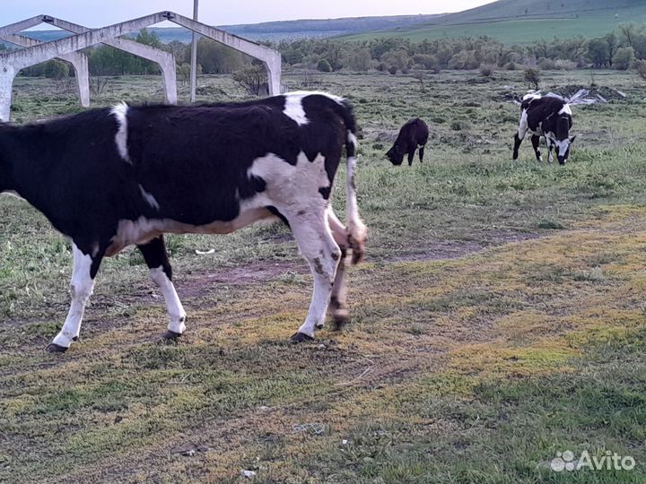 Корова,овец,бараны