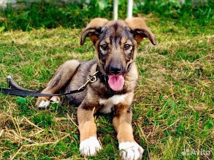 Щенок из Якутского приюта ппбж