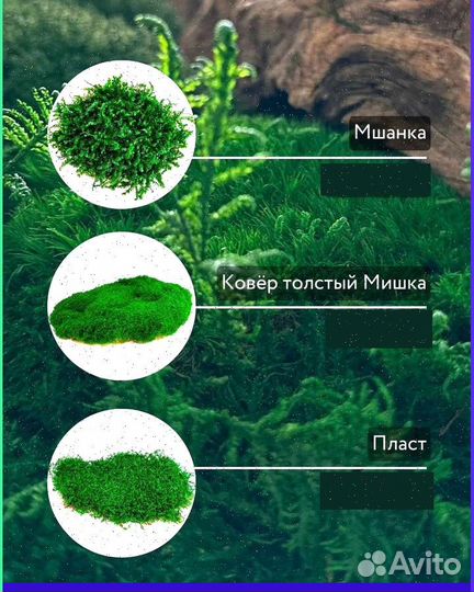 Стабилизированный мох ковер ягель кочка