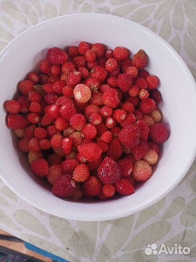 Кустики земляники лесной