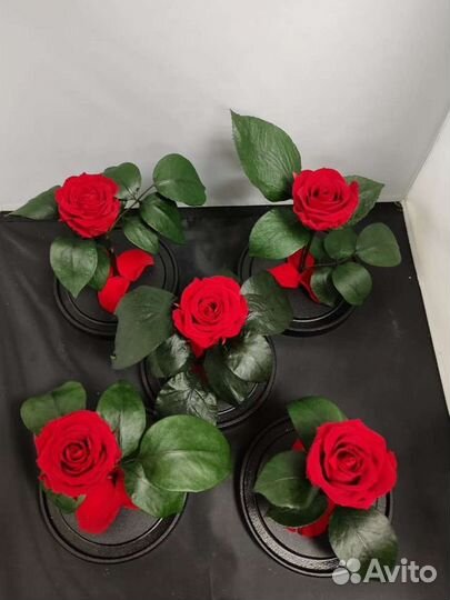 Роза в колбе оптом