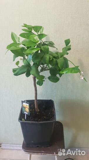 Китайский Лимон (Мейера). Цветы дома