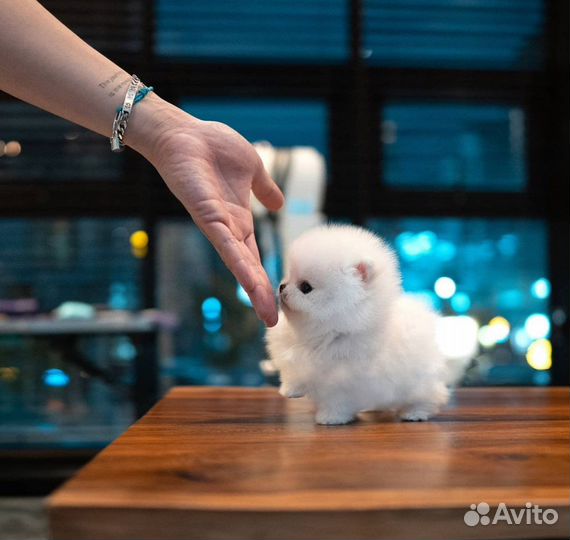 Самый маленький померанский шпиц микро