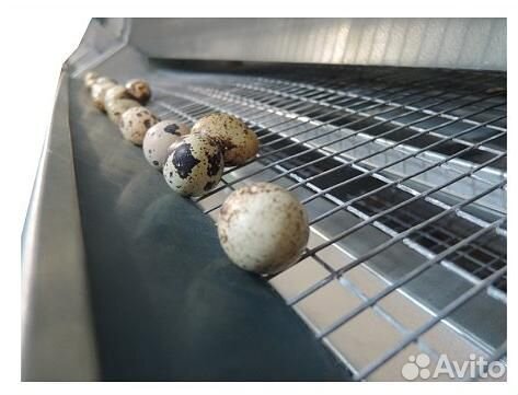 Клетка для несушек и перепелов 