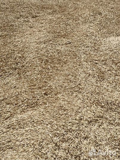 Овёс семенной