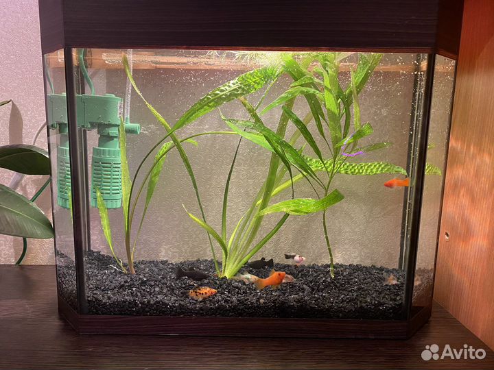 Аквариум пустой