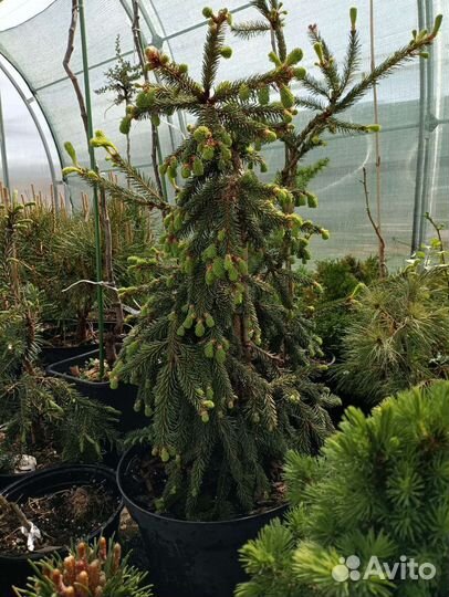 Ель Инверса