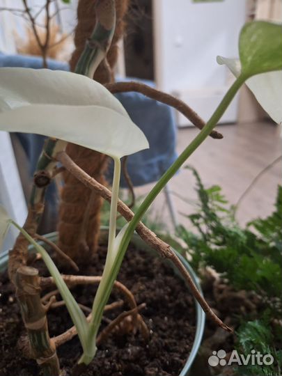 Монстера Альба