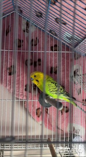 Отдам в добрые руки попугая
