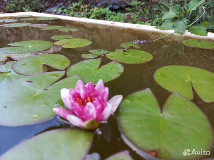 Нимфея 3х летка