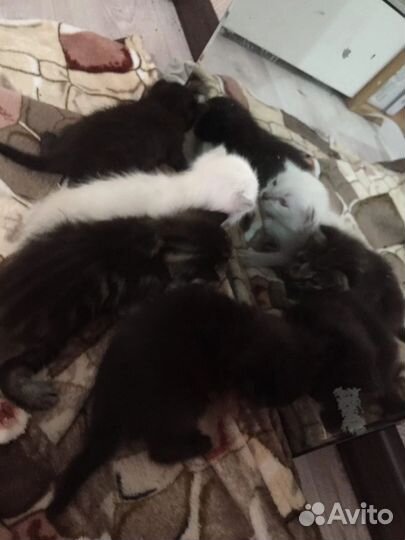 Котята, кошки в добрые руки