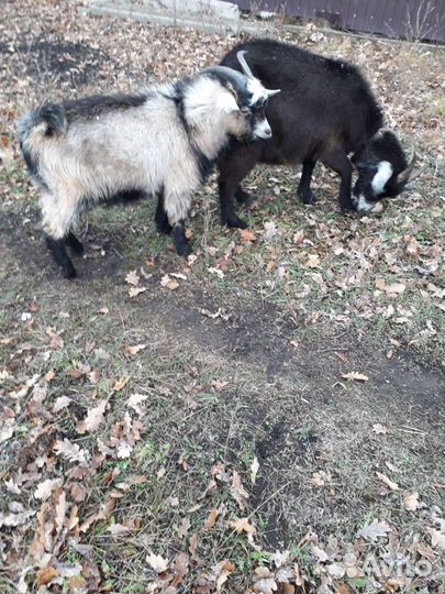 Баран, козы, козлик