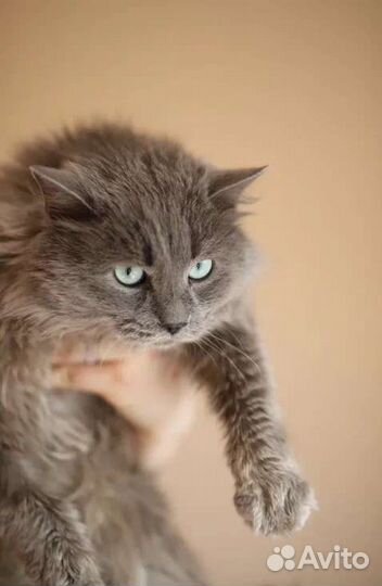 Кот в добрые руки