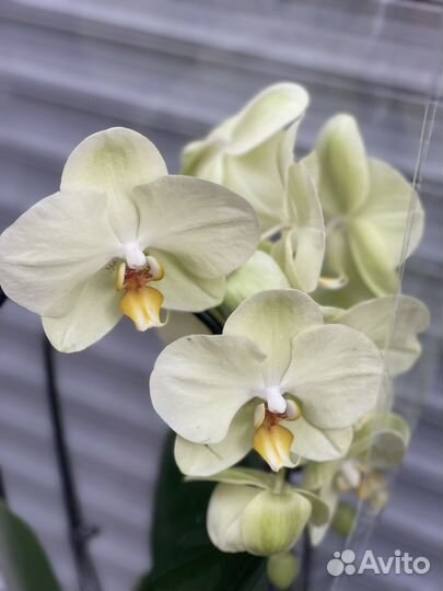 Каскадные орхидеи