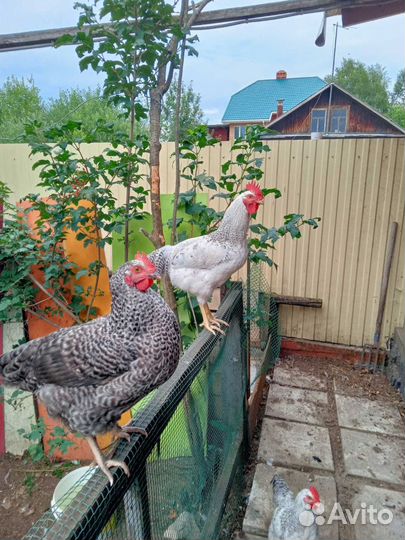 Молодые петухи