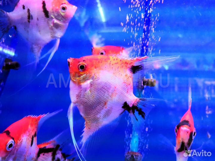 Скалярия Кои (Pterophillum Scalare)