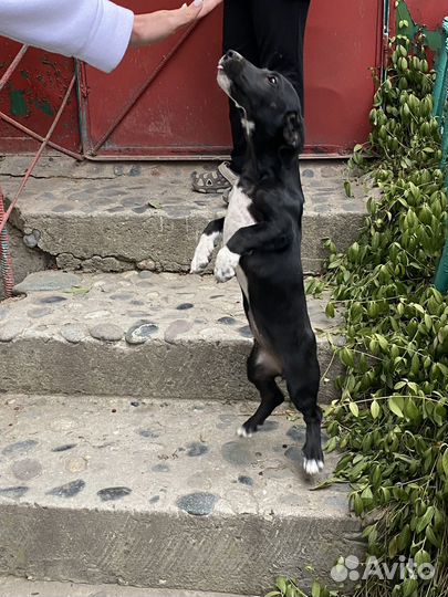 Собака в добрые руки отдам бесплатно