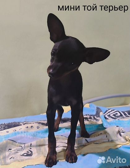 Мини той-терьер