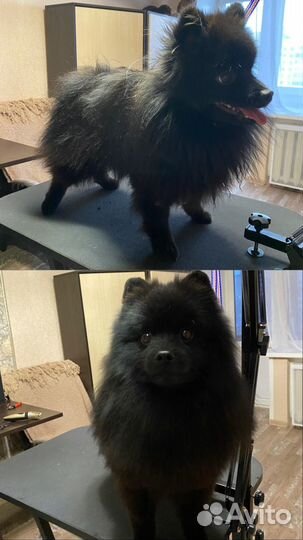 Груминг, стрижка собак