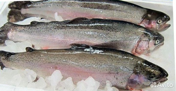 Форель (порционная и др.)