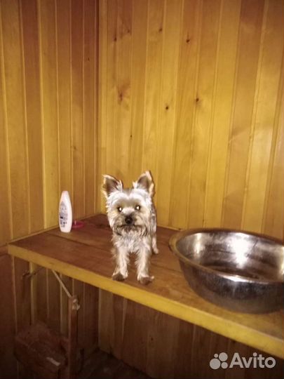 Йорк-мини ищет подругу