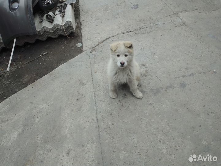 Отдам щенка в добрые руки бесплатно