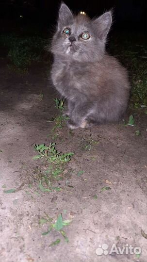 Отдам в добрые руки 3кошечки,ласковые игривые