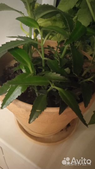 Кактус и каланхоэ